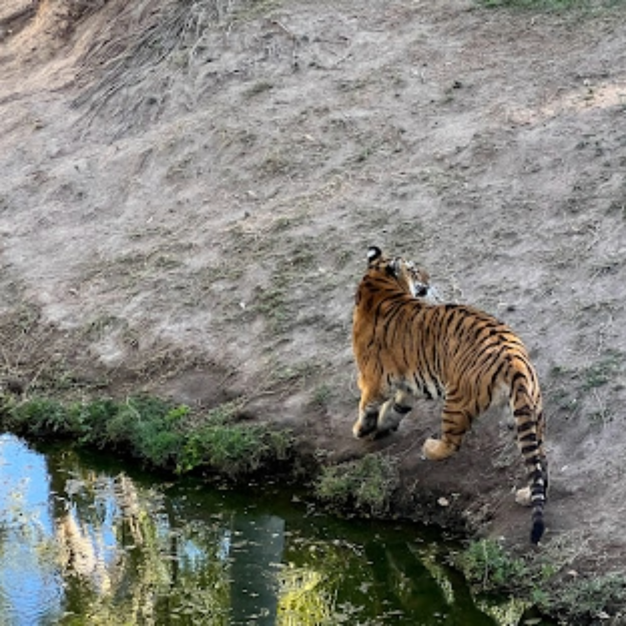 Bengal tiger standing by the water's edge.