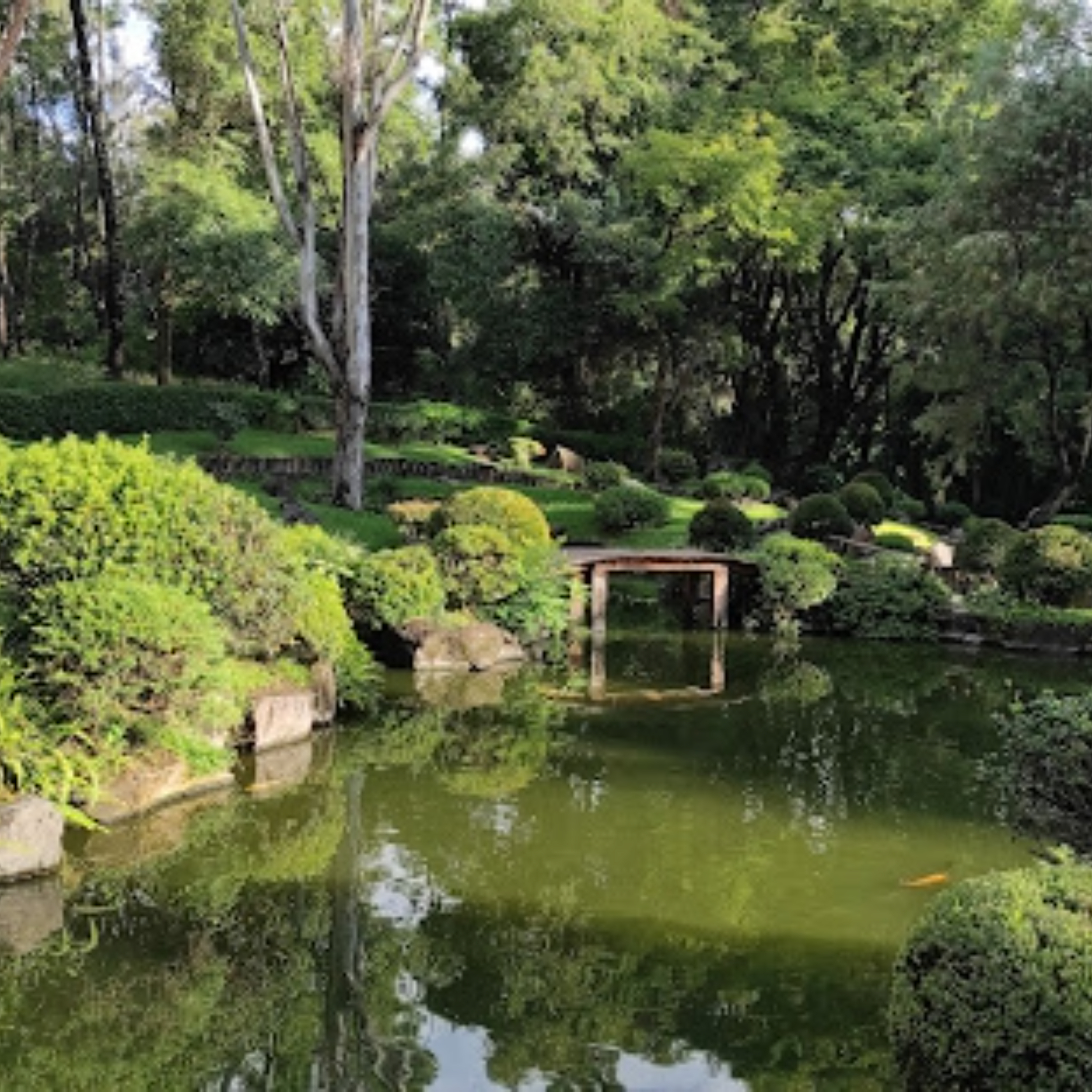Serene landscape of a Japanese garden with a wooden bridge over a pond.